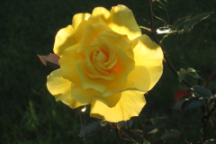 20150603- A Yellow Rose