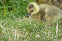 20170429- Canadian Goose Gosling