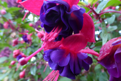 20171012- Fuchsia