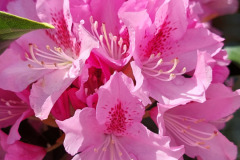 20250411- Rhododendron